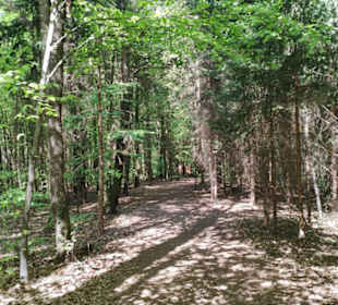 Durch den Wald