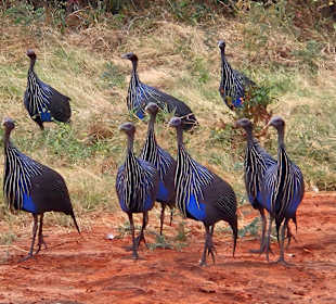Vögel.. so viele verschiedene Arten  toll