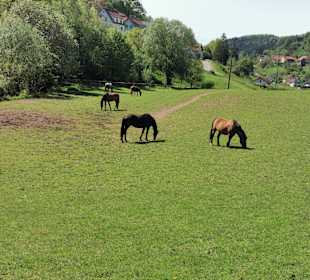 Wandern Rothenberg