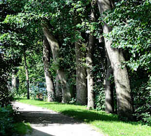 Spaziergang über den Stadtwall Wildeshausen