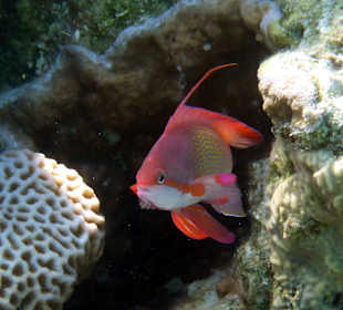 Schnorcheln Makadi Bay