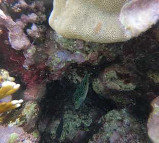 Schnorcheln Marsa Alam