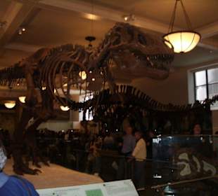 Dinos in Lebensgröße 