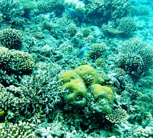 Delfine Ägypten Hurghada Makadi Bay Ausflug