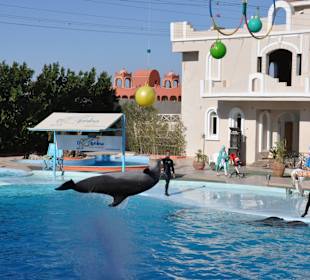 Dolphin Sharm elshiek show