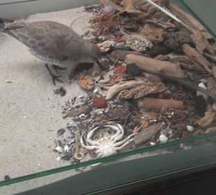 Meeresmuseum Stralsund