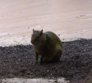 Tierpark Hellabrunn - Welt der Affen