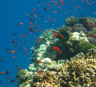 Unterwasserimpressionen