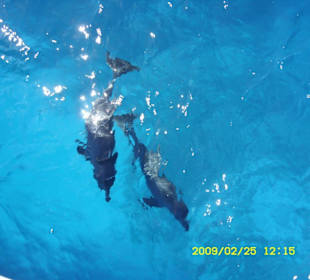 Schwimmen mit Delphinen