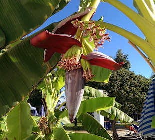 Bananenblüte am pool 