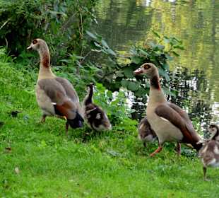 Spaziergang durch den Levinschen Park