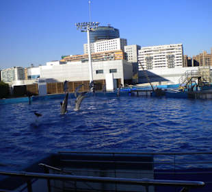 Spettacolo dei delfini