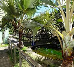 Außengelände der Landschildkröten