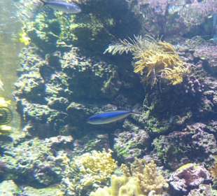 Aquarium - Unterwasserwelt mit Fischen