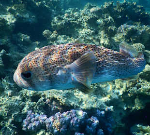 Wunderbare Unterwasserwelt 