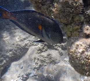 Hausriff auch hier sieht man schon einiges