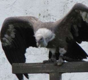 Falken- & Greifvogelflugshow