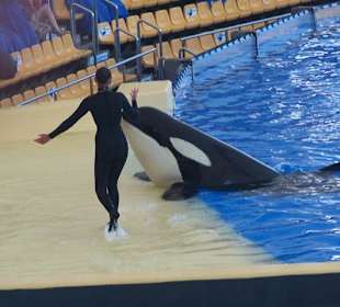 Ein Besuch im Loro Parque mit Discovery Tour