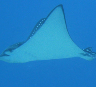 Adlerrochen, Haubucht