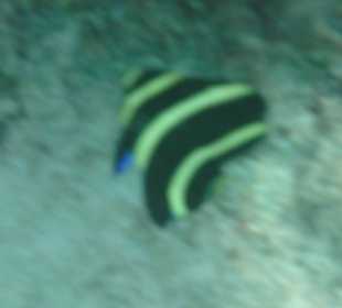 Unterwasser Bayahibe