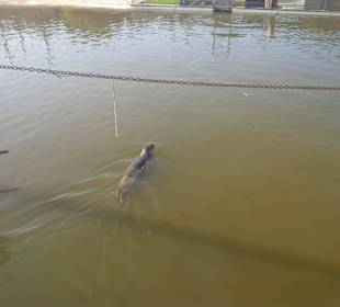 Seehund
