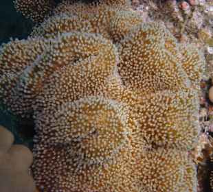 Weichkorallen bei Abu Galawa