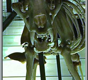 Elder-Museum Las Palmas