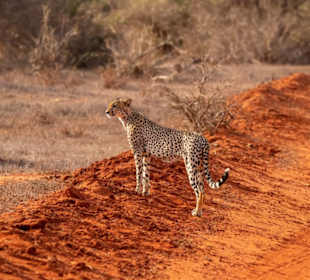Tsavo Ost - rote Erde