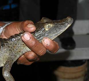 Kaiman im Orionoco Delta