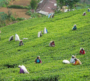 Teepflückerinnen