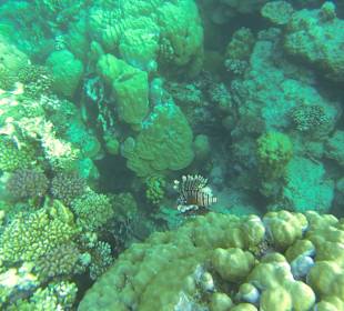 Korallen und Feuerfisch