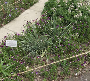 Alter botanischer Garten