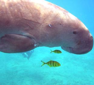 Der berühmte Dugong in Abu Dabab!
