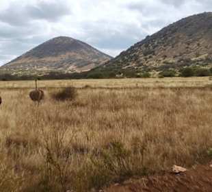 Schönes Panorama mit Stauss