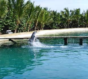 Ocean World, Delphinshow