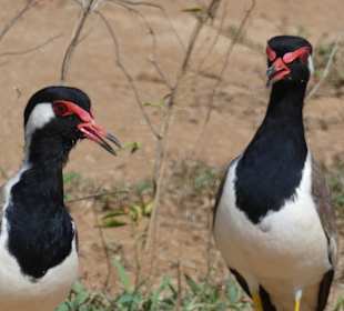Nationalpark Udawalawe