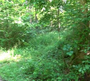 Waldinformationssystem „Lebendiger Wald“