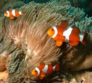 Nemo lässt grüssen