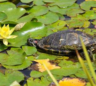 Jardín de Aclimatación de La Orotava