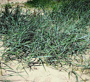 Landgewinnungszone im Wattenmee