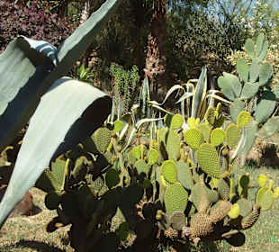 Kakteen - Manavgat Zoo