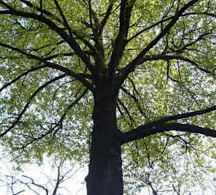 Albero in fioritura