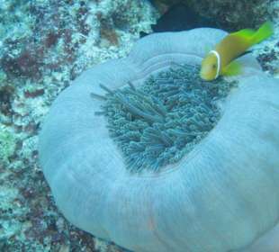 Anemone mit Clownfisch