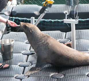 Seebär Finn erhält Belohnung