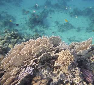 Schnorcheln Makadi Bay