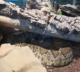 Happ Reptilien Zoo