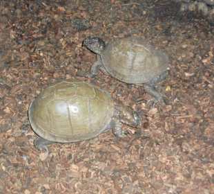 Schmetterlingshaus Jonsdorf