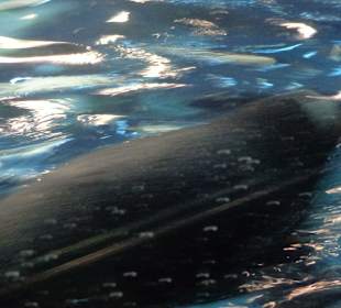 Pinguin unter Wasser