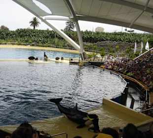Orca Show
