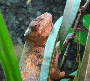 Chameläon im Nautiland